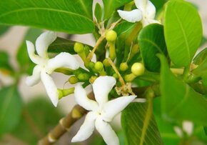 SANANGA IL COLLIRIO MEDICINA NATURALE PER LA VISTA ED IL BENESSERE ENERGETICO
