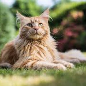 cure olistiche gatti,trattamenti energetici per animali, medicina quantistica per animali, benessere gatti