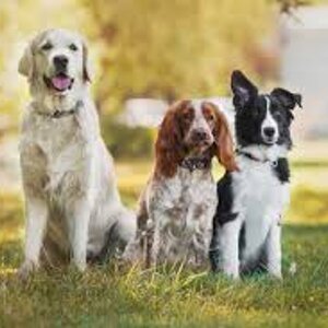 trattamenti energetici per animali, medicina quantistica per animali, benessere cani, cure olistiche cani