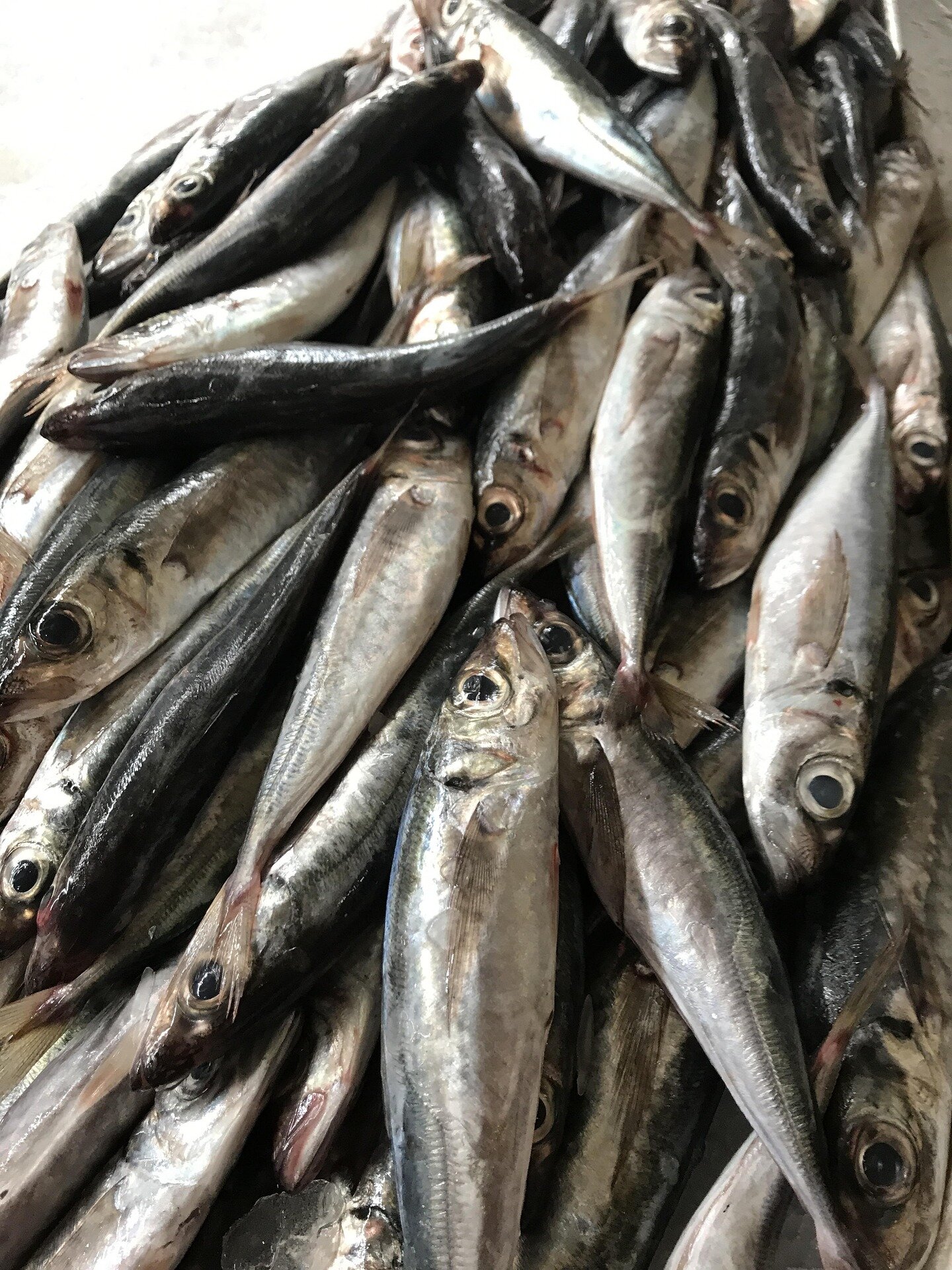 sardine-calcio-menopausa.jpeg