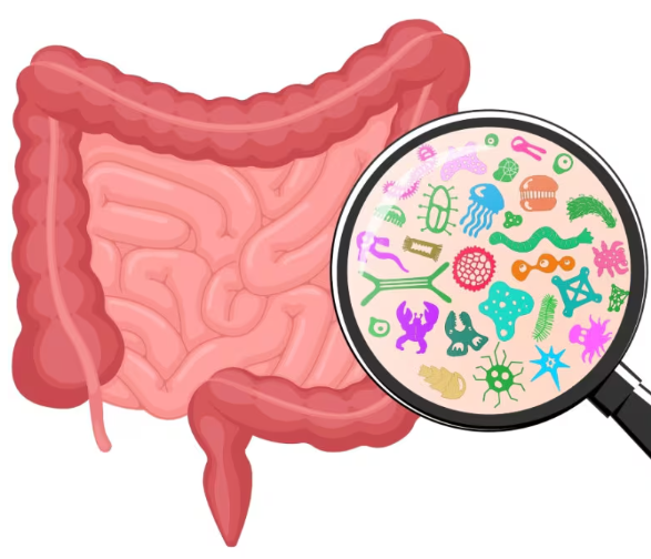 Microbioma e Menopausa: L'Asse Intestino-Ormoni che Nessuno Ti Ha Mai Spiegato