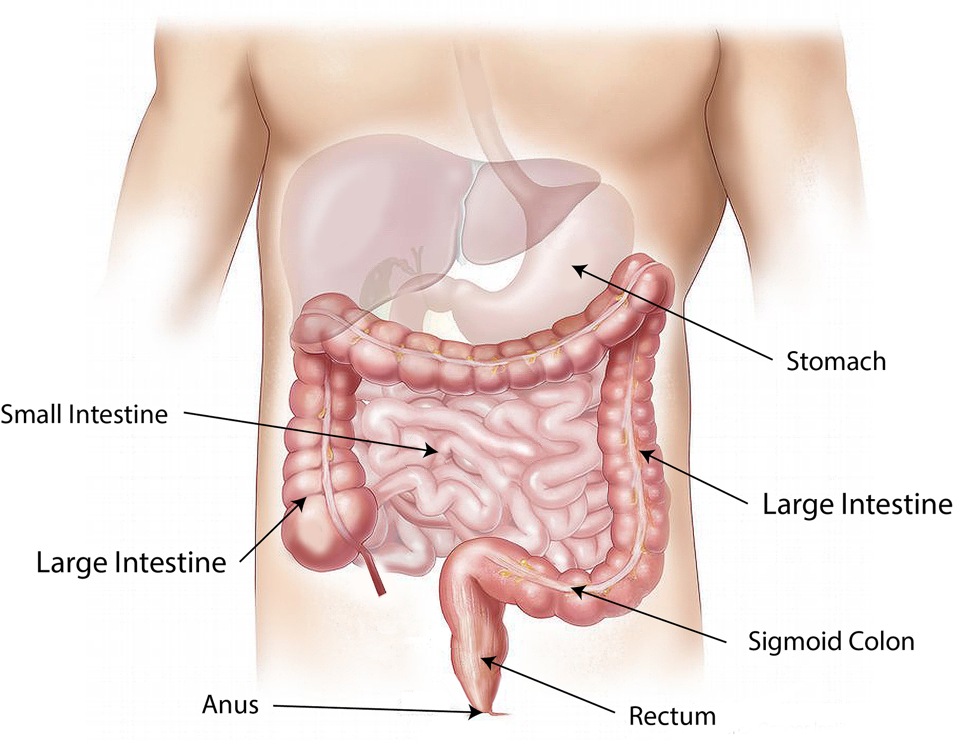 intestino-menopausa-funghi-medicinali.png intestino-menopausa-funghi-medicinali.png