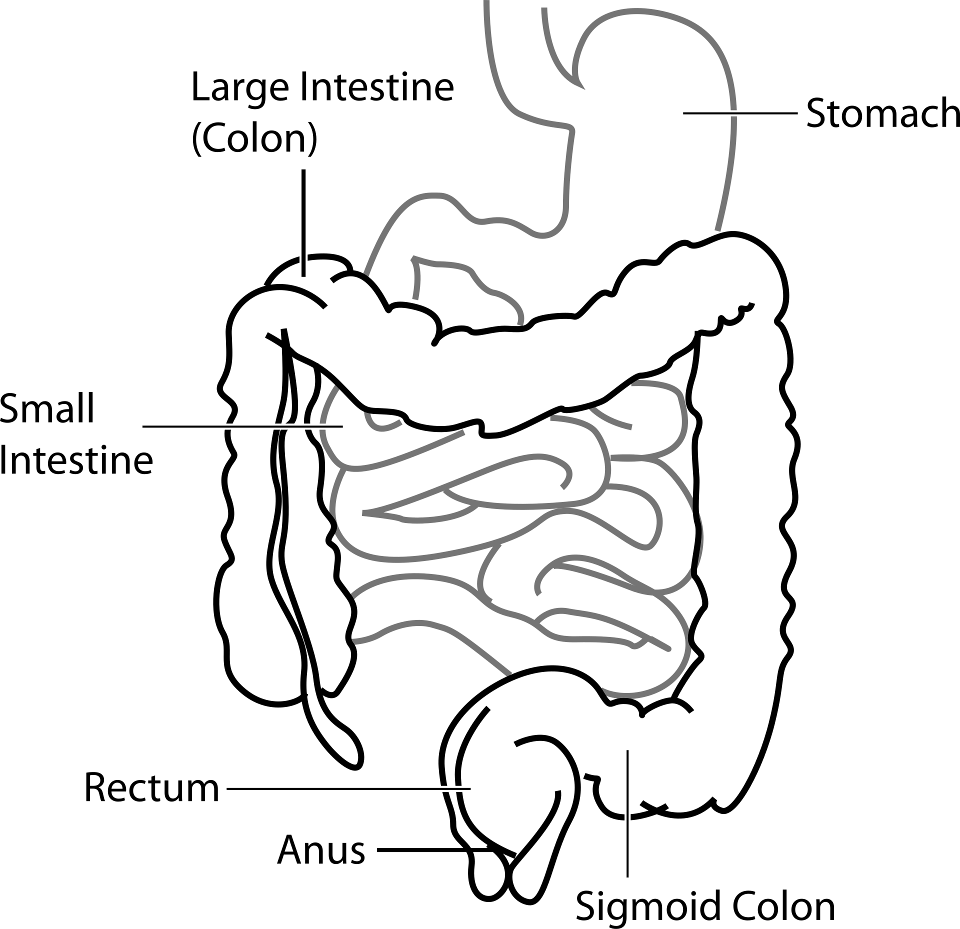 intestino-disbiosi-menopausa.png intestino-disbiosi-menopausa.png