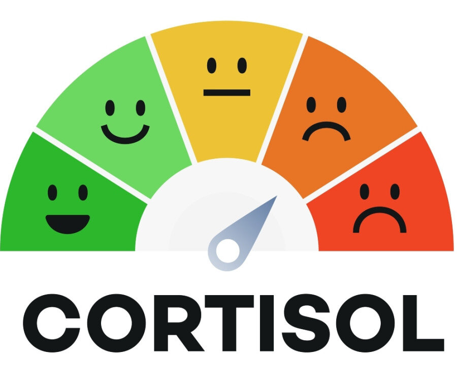 cortisolo-dhea-menopausa.jpeg cortisolo-dhea-menopausa.jpeg