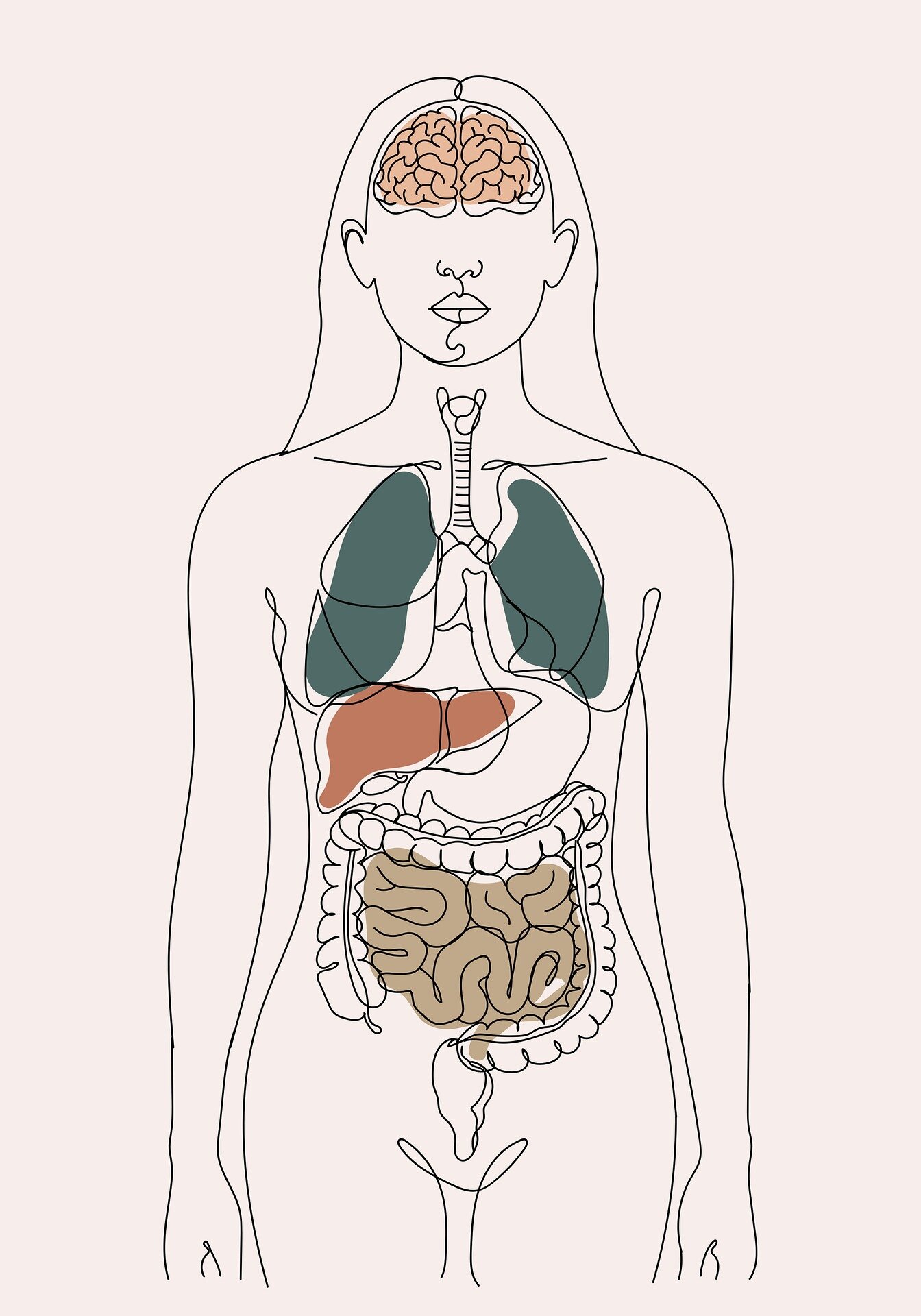 asse-intestino-cervello-menopausa.jpeg asse-intestino-cervello-menopausa.jpeg