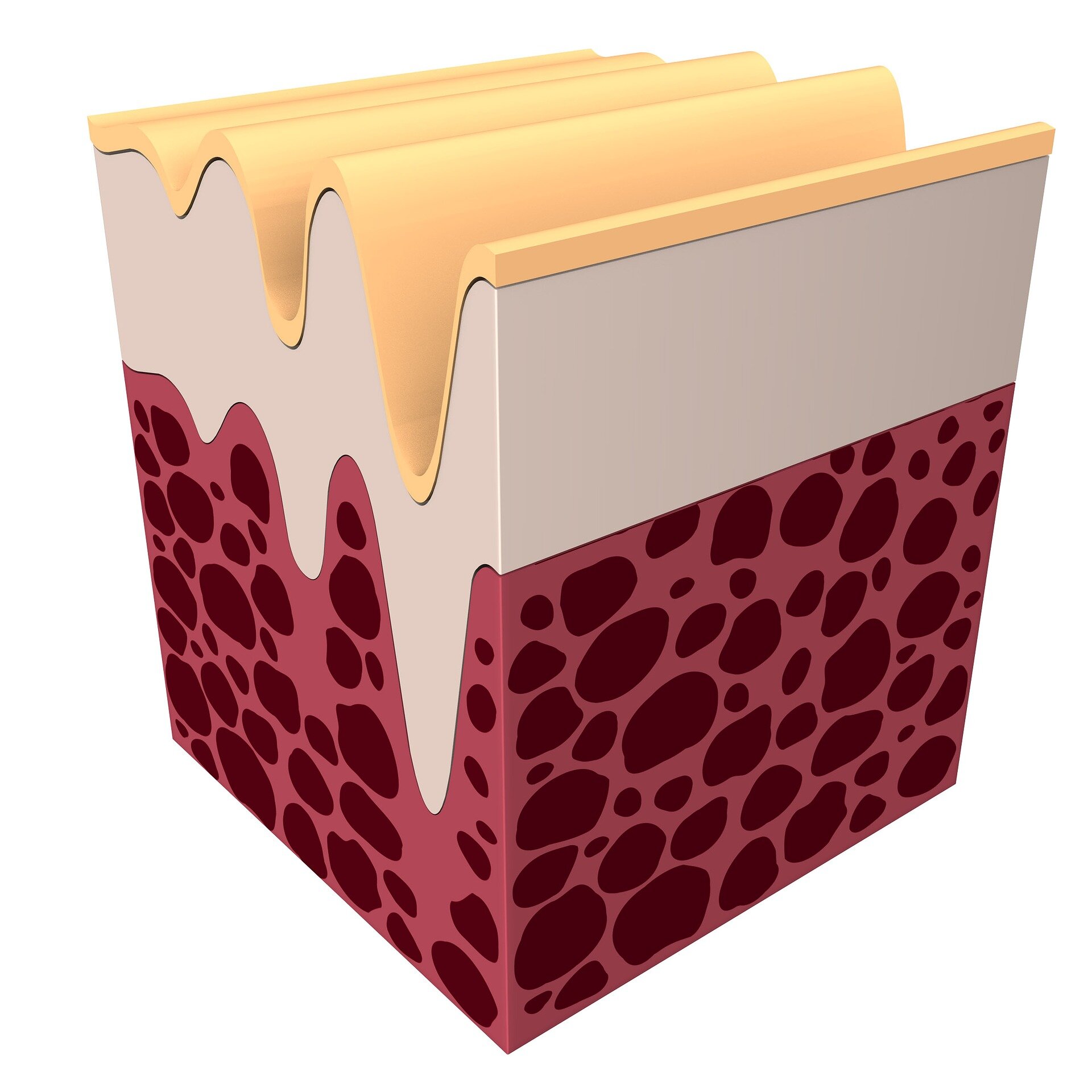 collagene-menopausa-ossa.jpeg