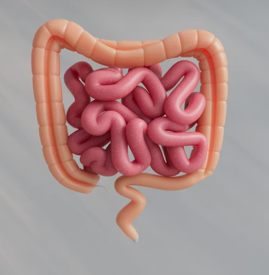 intestino-felice-osteoporosi-menopausa.png