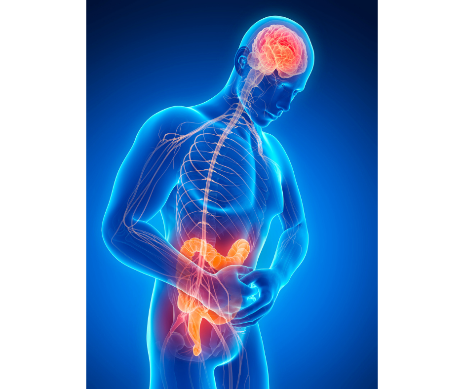 asse-intestino-cervello.png asse-intestino-cervello.png