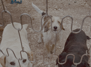 odv%20un%20fido%20per%20amico00008.jpeg