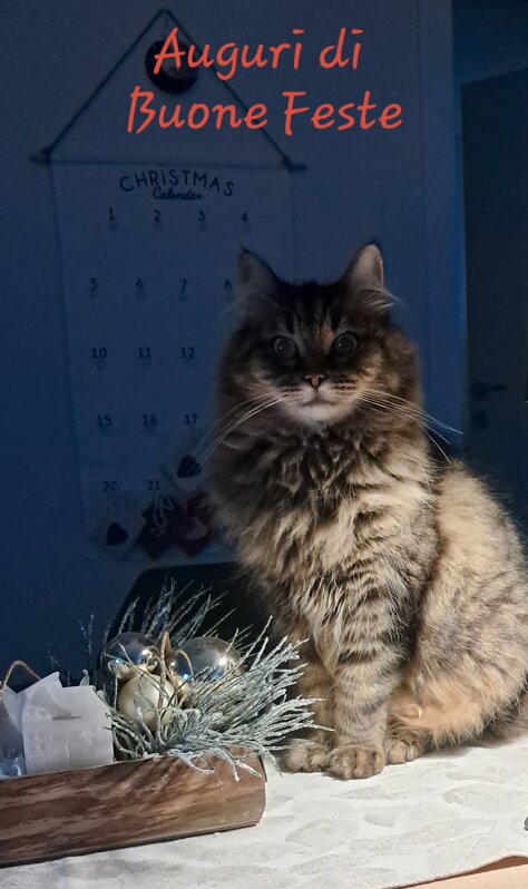 auguri 2025.jpeg auguri 2025.jpeg