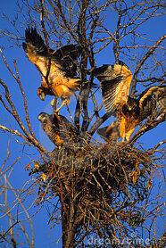 Descrizione immagine