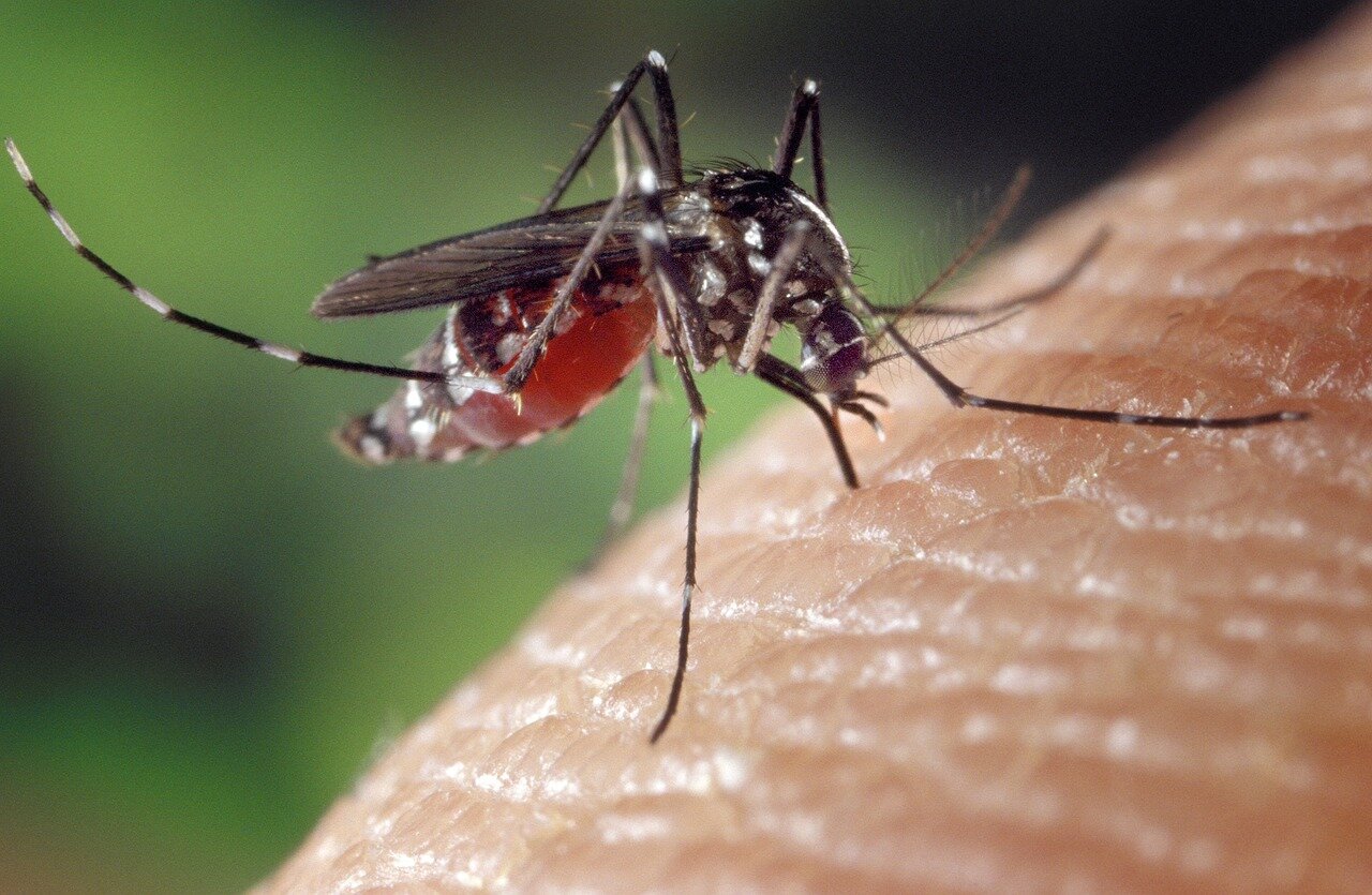 Nile: tre decessi in giornata e 20 vittime da inizio anno. Le misure di prevenzione