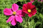 cosmos-bipinnatus-mix
