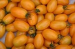 pomodoro-datterino-giallo
