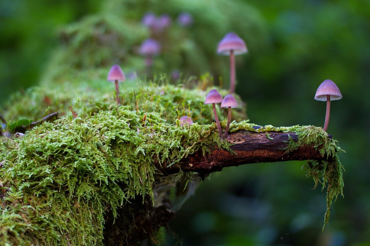 Perché la natura aiuta a regolare le emozioni Perché la natura aiuta a regolare le emozioni