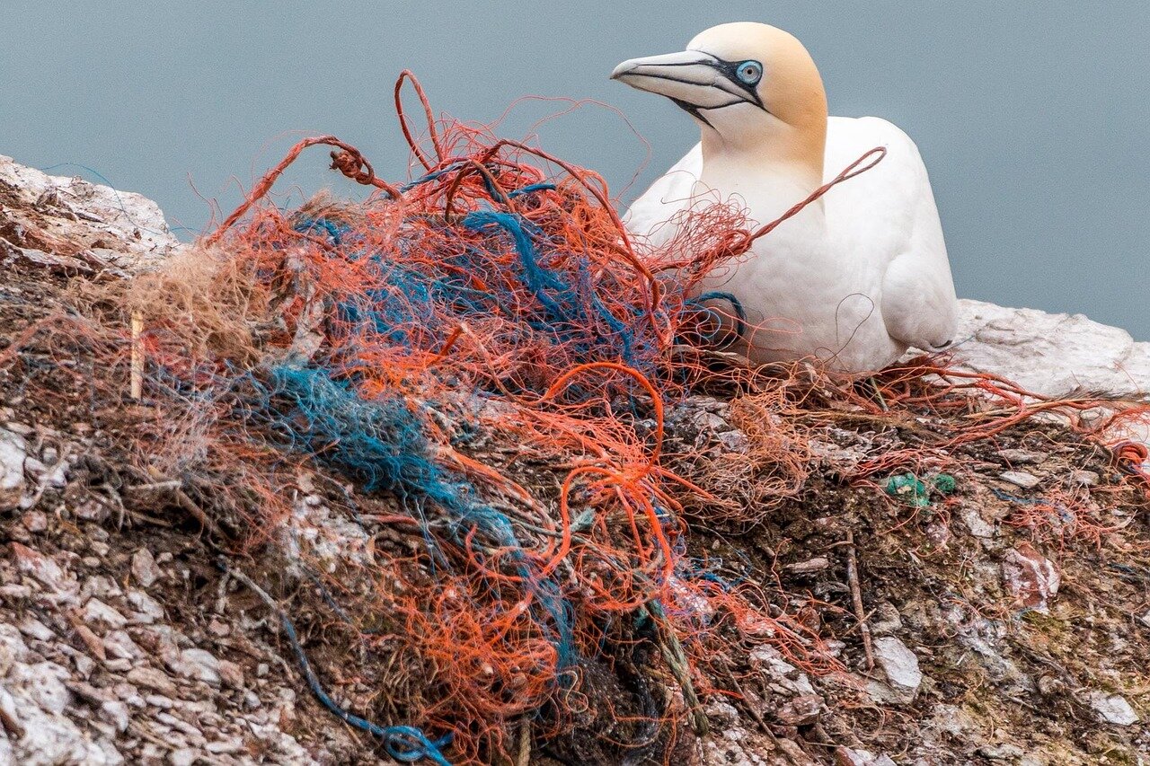 Giornata Mondiale dell’Ambiente: focus sulla plastica e mobilitazione globale