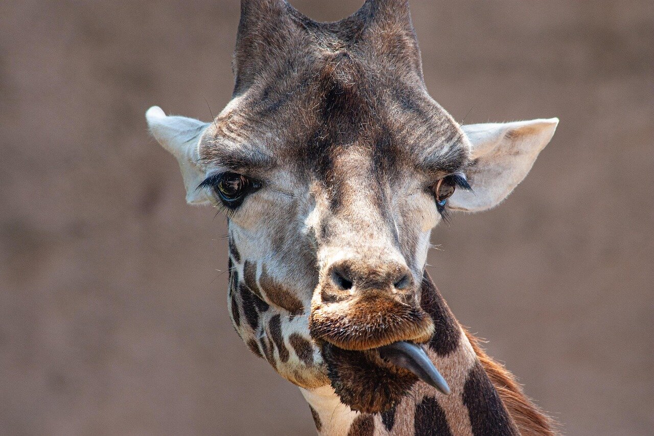 Addominali senza dolore al collo: perch&eacute; la cervicale si affatica e come evitarlo