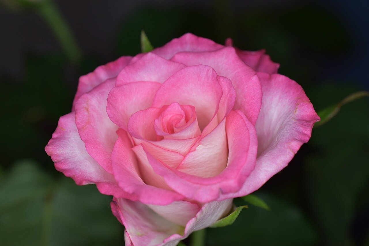 Lutto signora Vienda Simonetto