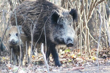 pxb_5781170_5cbceff603eb298d904e6521ff3bdfe2