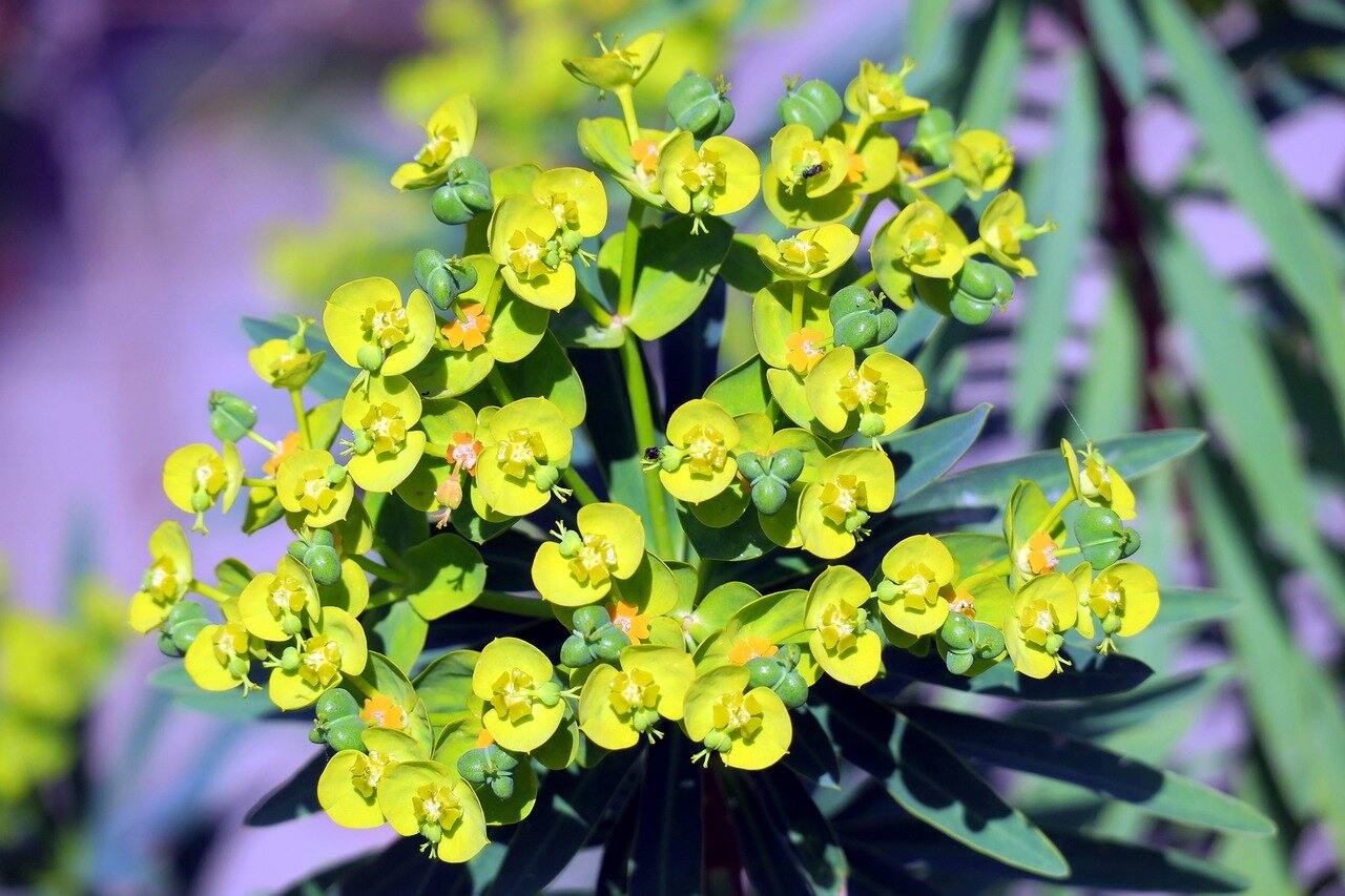 Condominio, come difenderti legalmente dalle piante del vicino che invadono i tuoi spazi: ecco tutto ciò che devi fare