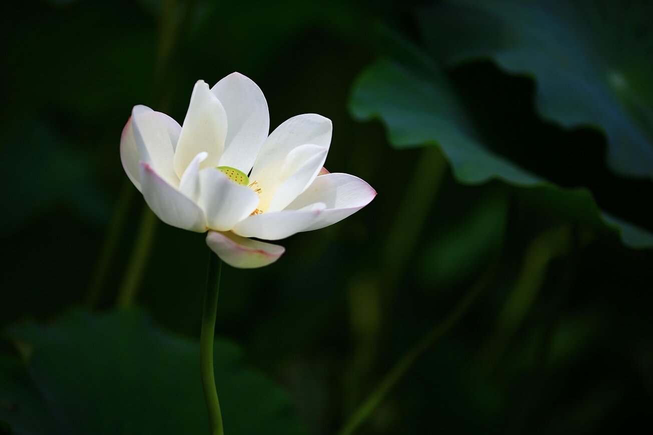 fiore di loto