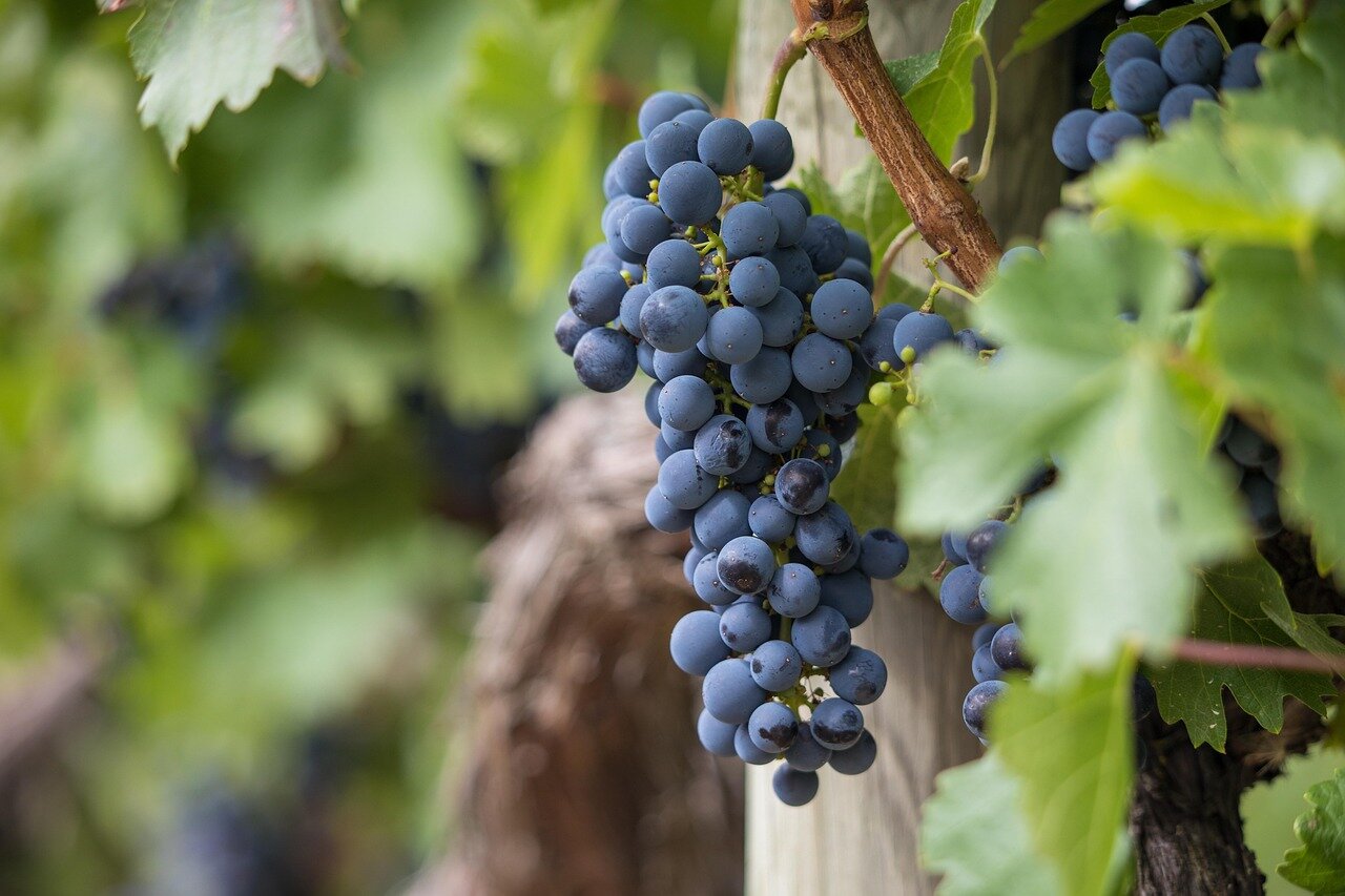 Il Carignano del Sulcis: guida al vino d'oro del sud-ovest sardo