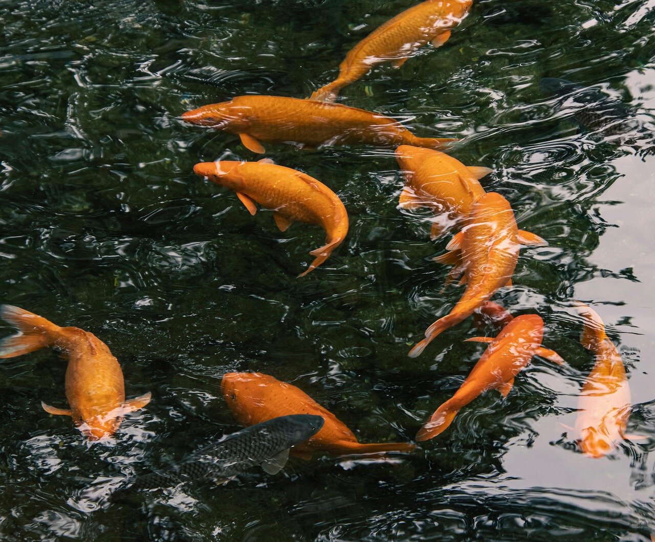 wedding planner sondrio