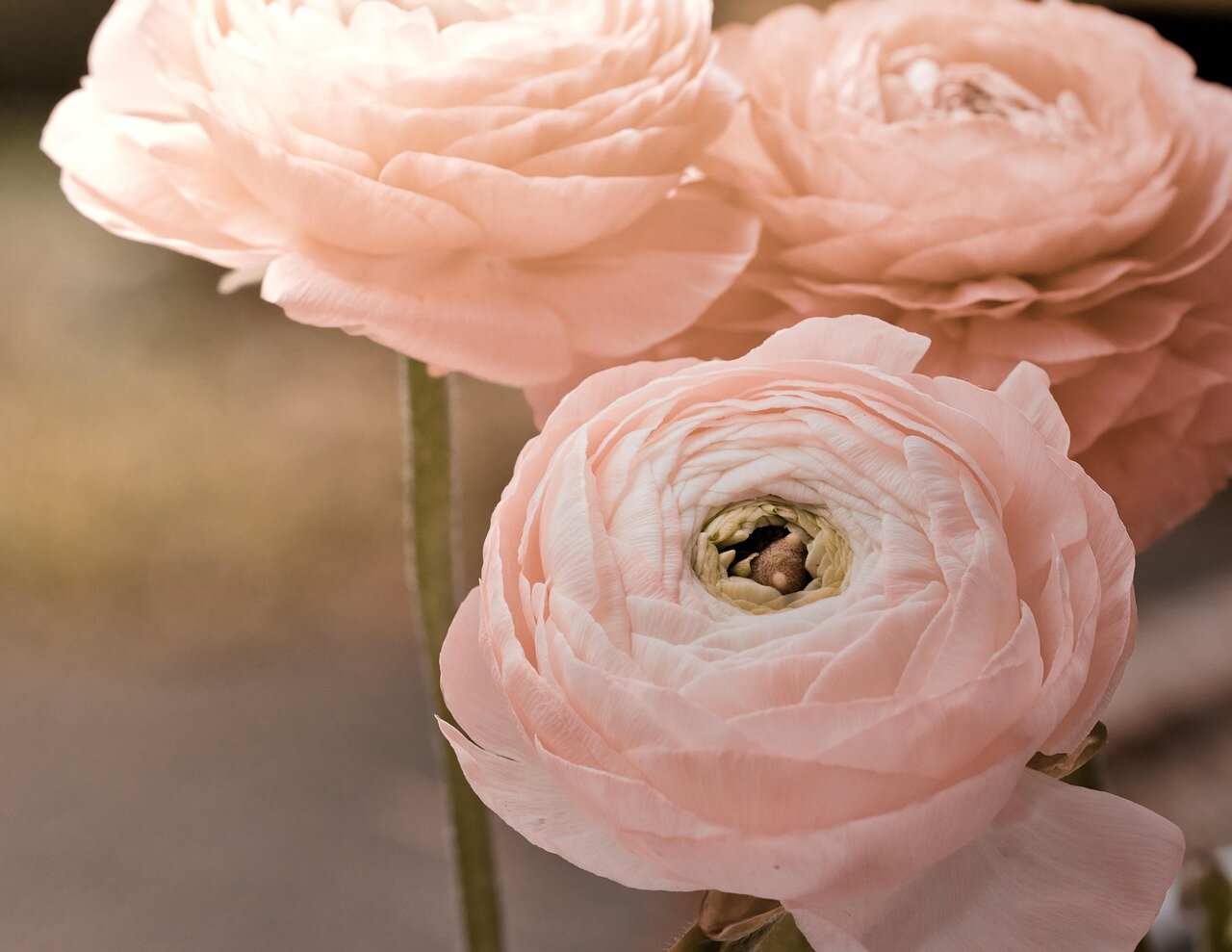 Lutto signora Carlotta Gisondi in Bove