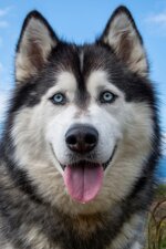 prove-allergologiche