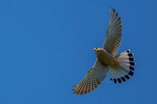 pxb_9411514_0c675e1789277c471157ae73abd02a77 pxb_9411514_0c675e1789277c471157ae73abd02a77